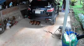 Three dogs chase away killer cobra slithering on driveway