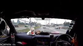 Pet cats fall off car dashboard when another vehicle clips them on road