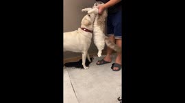 Cat Gets Unconventional Punishment of being Tickled For Bullying Dog in China