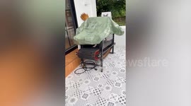 Adorable French Bulldog hops onto treadmill to exercise