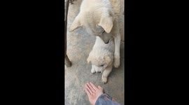 Protective mother dog foils owner's attempt to shake hands with her puppy