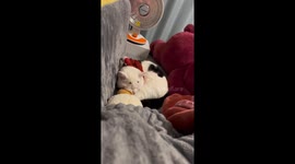 Sleepy Chinese Cat Experiences a Nightmare