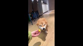 Shiba Inu shows hilarious reaction while being scolded by owner