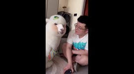 Pet alpaca annoys scam caller as it answers phone for owner in China