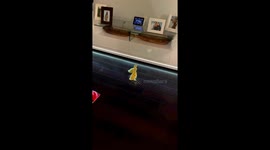 Ducklings in a waddle: following the woman