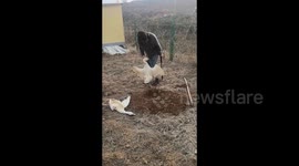 Loyal male goose fiercely opposes owner's attempts to bury dead mate