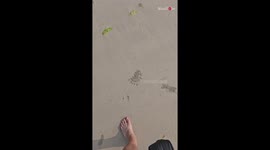 Traveler documents the mesmerizing sand ball rituals of a crab