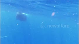 Divers swim alongside graceful sperm whales off Dominica
