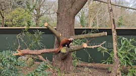 Zoo welcomes return of endangered red pandas