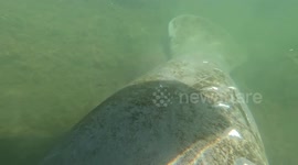 Dad spots huge manatees with propeller scars on their backs whilst kayaking in Florida