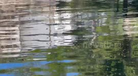 Kayaking in Weeki Wachee springs and man comes across three manatees with huge propeller scars on their back