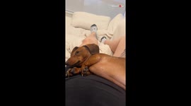 'The Look of DISGUST!' - Dog lets human know that it doesn't find fart jokes funny