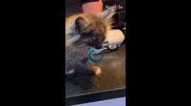 Kitten fully endorses its role as 'baby of the house' by claiming kid's pacifier