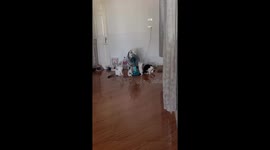 Seven kittens climb all over electric fan