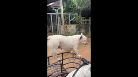 French bully balances on motorcycle sidecar