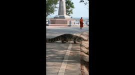 Huge crocodile ambles across road in Thailand