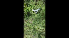 Man helps stuck sea bird return to skies