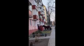 Man attempts to deliver horse surprise through apartment building