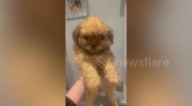 Funny moment young pup gets can stuck on its head