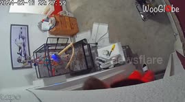 Crazy family's HUMONGOUSLY FUN morning dance session with equally crazy parrot!