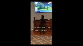 Pup gets way too excited when he sees other dogs on the tv