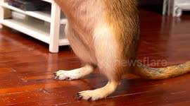 Bella tries to figure out who stole the cheese!