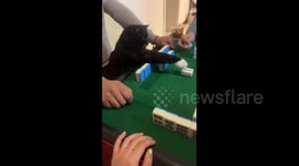 Cat Joins in on a Game of Mahjong on New Year's Eve in Jilin, China