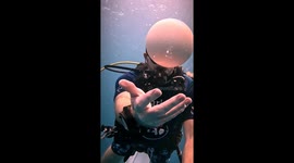 Diver cracks open ostrich egg underwater