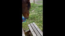 Horse trying to open a bag with dog food !