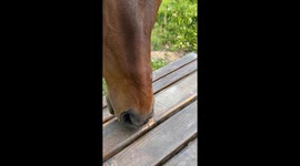 A wild horse biting a wooden table !