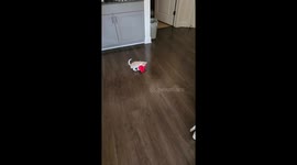 Kevin loves his bear. He carries it around everywhere! My first foster fail !