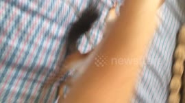 Fun fight with my squirrel pet, crazy play time with squirrel