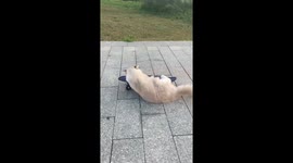 Chinese cat skateboards with playful flair