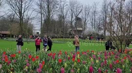Dutch Keukenhof park celebrates 75th anniversary