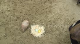 Armadillos play with Easter eggs at zoo in Austria