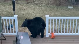 Black bear raids bird feeders on family's porch in New Hampshire