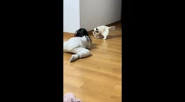 Adorable Connection: Little Girl and Kitten Share a Playful Conversation in China