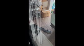 Monitor lizard probes front door trying to enter home