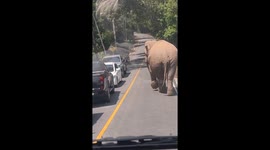 Motorcycle rider runs away from approaching wild elephant
