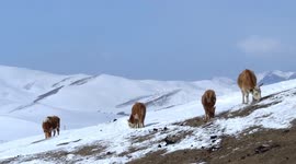 Harsh weather kills over 5 mln head of livestock in Mongolia