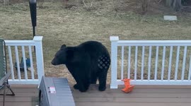 Hungry Bear Caught Feasting on Porch in Laconia, NH, USA