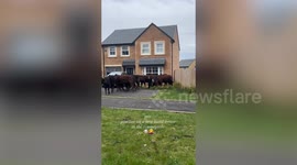 Mum rudely interrupted in new build home - by herd of COWS
