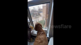 Dog's tail Wagging Like Spinning Propeller in Tianjin, China