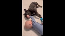 French bulldog 'kisses' his baby human brother in wholesome scene