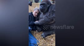 Conservationist sneaks food to female gorilla - so greedy husband doesn't steal it