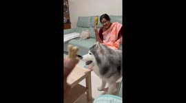 Indecisive husky: corn or treat?