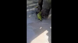 Local encounters green moray eel off San Pedro shore