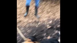 Puppy carrying giant stick is defeated by 2 trees in close proximity