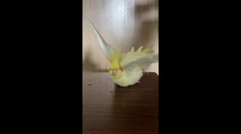 Two pet cockatiels bathe together on table