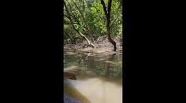 Pirate monkey boards tourist boat to steal food